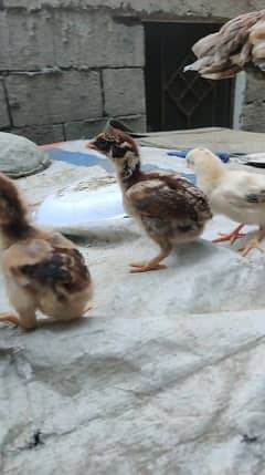 amroha chicks available grntee ky sth