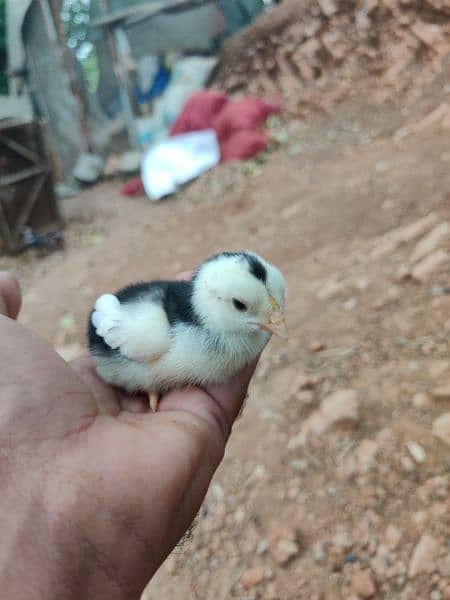 Heera amroha lassni eggs or chicks available 5