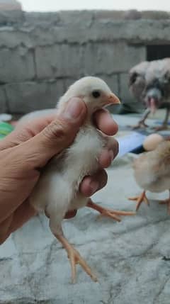 amroha chicks available grntee ky sth