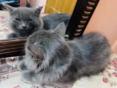 GREY PERSIAN MALE CAT FOR SALE