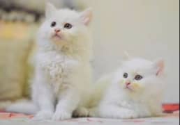 Persian kittens triple coated available for sale