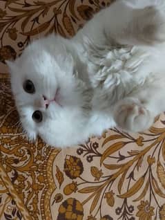 Persian male cat for sale 0