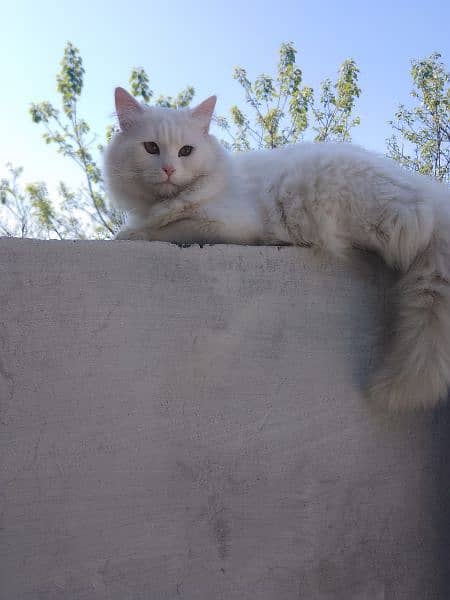 Persian male cat for sale 7