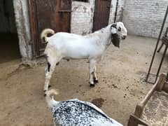 bakra / Qurbani 2024 / Goats / 03018442335