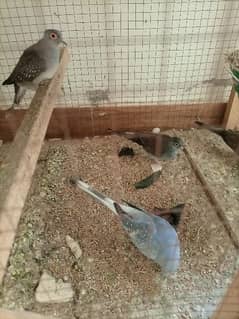 China Dove Adult pairs for sale