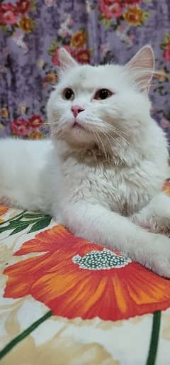 white  Persian  cat 9 months  old full traned 03368483839