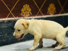 off white+Golden labrador female puppy available for sale 03470456761 0