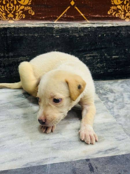 off white+Golden labrador female puppy available for sale 03470456761 1