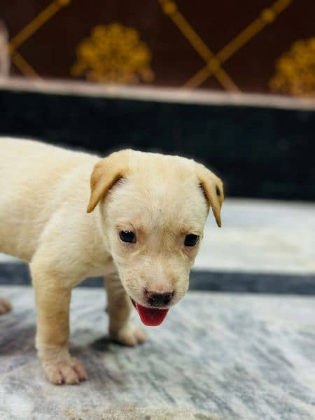 off white+Golden labrador female puppy available for sale 03470456761 2