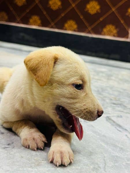 off white+Golden labrador female puppy available for sale 03470456761 3