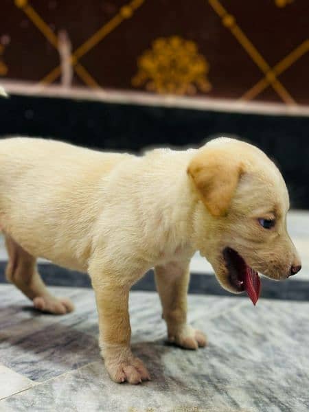 off white+Golden labrador female puppy available for sale 03470456761 5