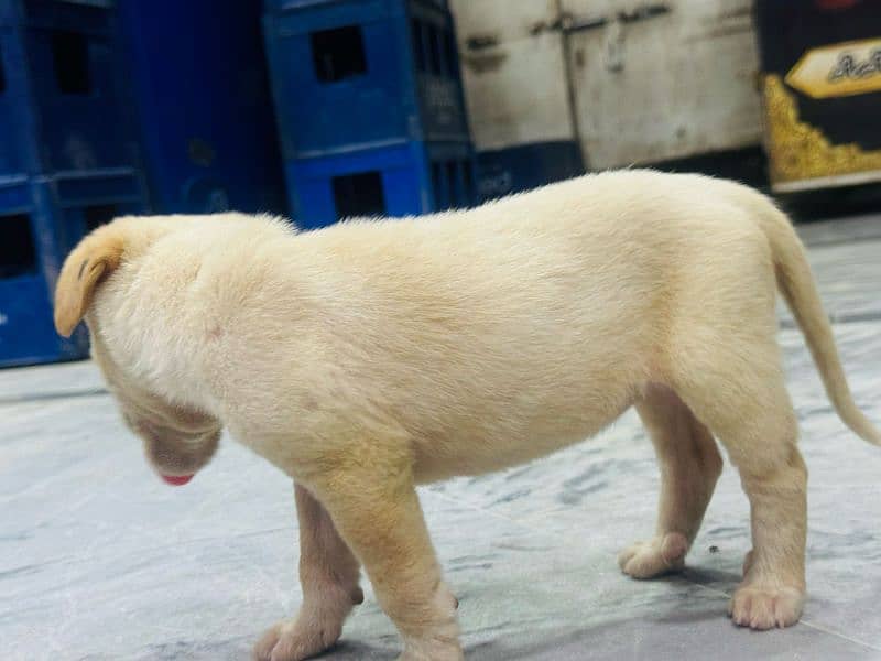 off white+Golden labrador female puppy available for sale 03470456761 6