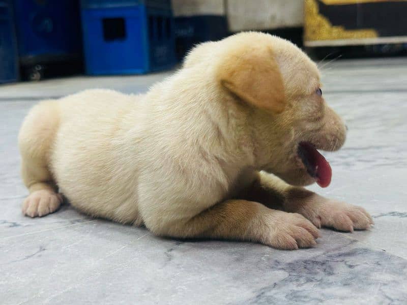 off white+Golden labrador female puppy available for sale 03470456761 7