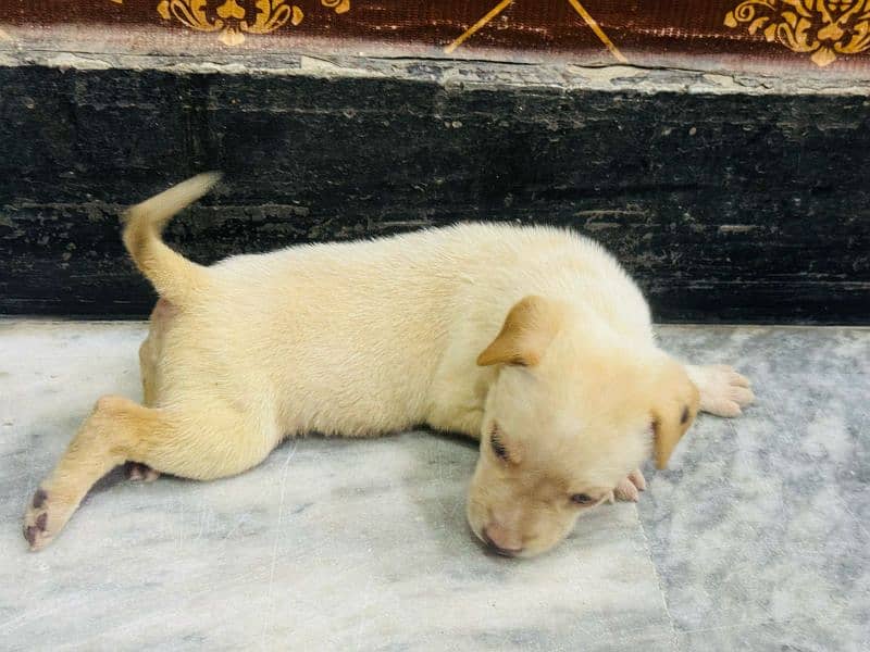 off white+Golden labrador female puppy available for sale 03470456761 8