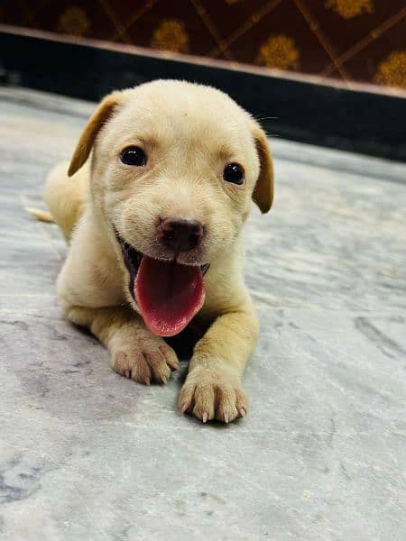 off white+Golden labrador female puppy available for sale 03470456761 9