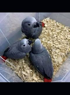 African grey parrot chicks male WhatsApp03252794986