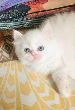 Tripple coat persian kitten