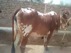 Cow For sale.