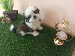 shitzu /dog for sale / shih tzu puppies / puppies / shitzu dog