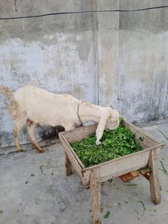 special offer female goat