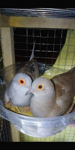 diamond red dove bird breeder pair healthy active
