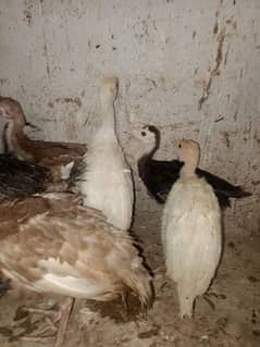 Turkey Chicks for sale