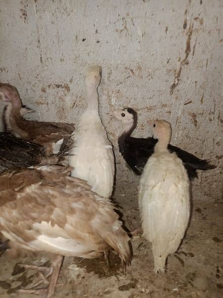 Turkey Chicks for sale 0