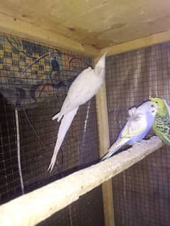all parrot are healthy and active