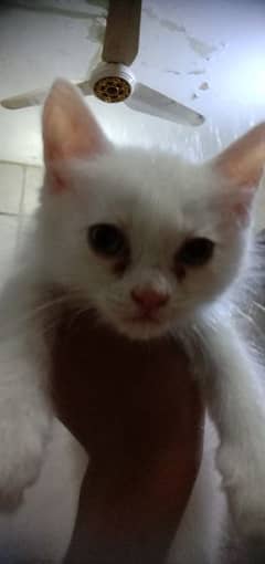 male cat white color 2 month litter train