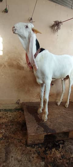 Goat kassi bakra Big nasal 1,80,000 and gulabi female achi nasal 60000