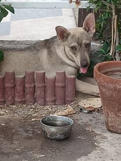 Baghiari 5  month dog for sale