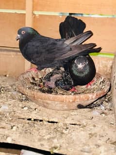 Pigeons Mix . Per Piss Price