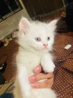 persion cats available