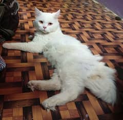 percian tripal couted male cat