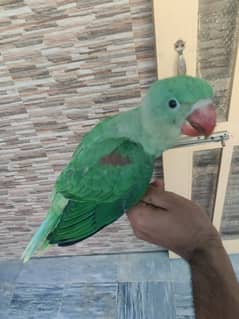 Alexander raw Kashmiri parrot. 0