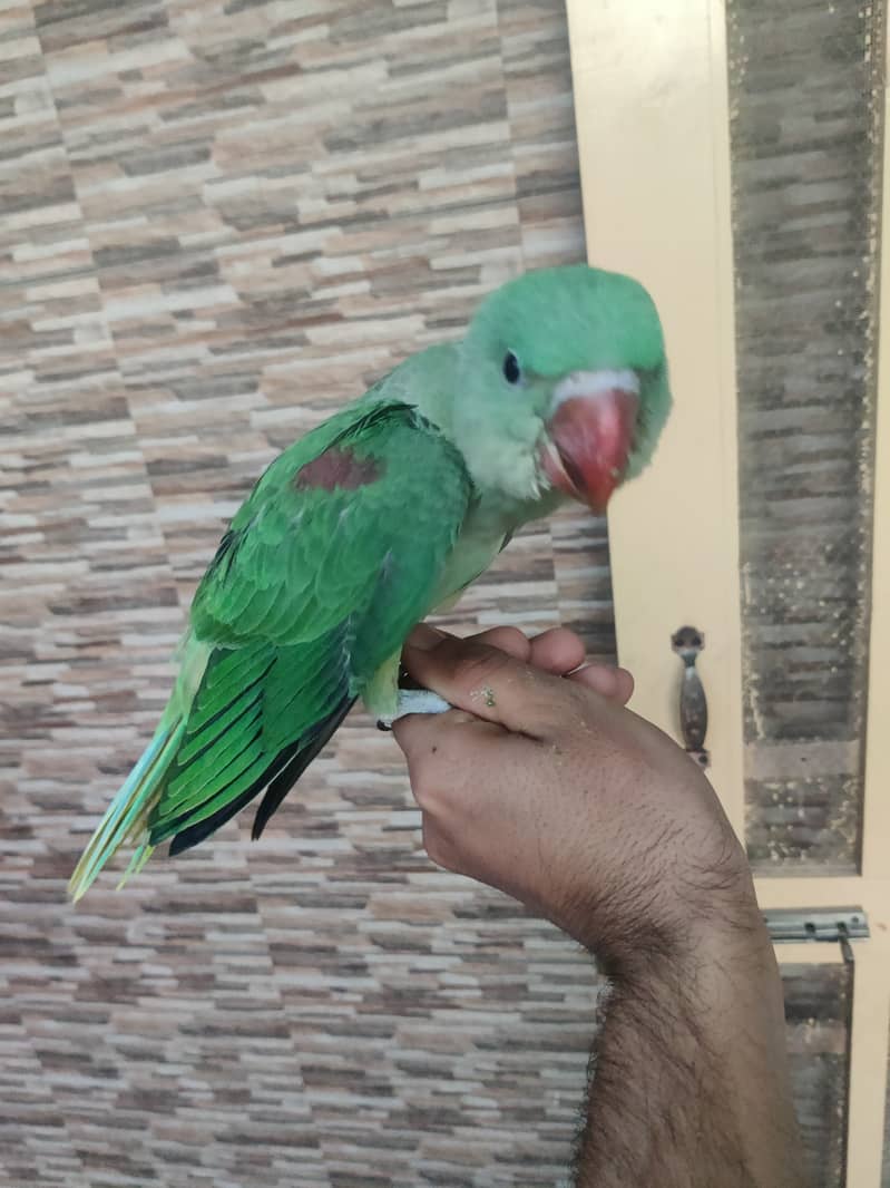 Alexander raw Kashmiri parrot. 1