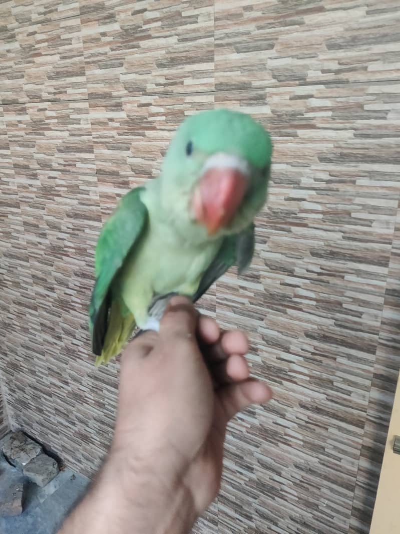 Alexander raw Kashmiri parrot. 2