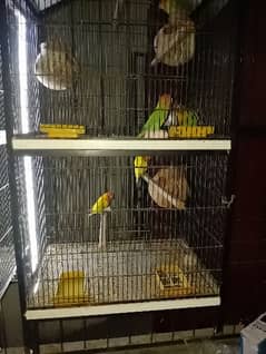 love birds with cages