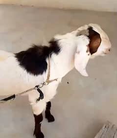 male goat bakra for qurbani