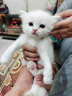 Persian Kitten for sell