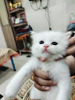 Persian Kitten for sell
