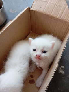 percian kitten