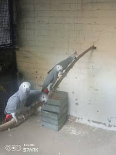 African Grey Parrots  self  pace