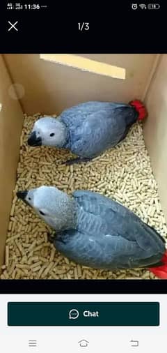 African Grey Parrot checks for sale03373142206