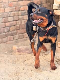 Male Rottwieler With Pedigree Available