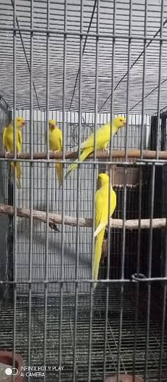 yellow ringneck males & pairs (kajlay)