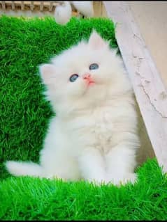 kitten for sale what's app nbr 0304,6,3,6,27,27,