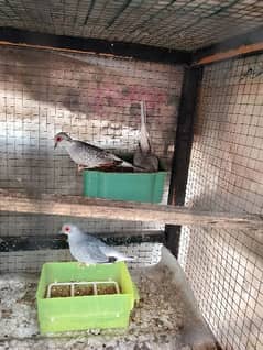 breeder pair for sale phone 03099335842