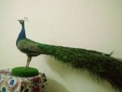 blue shoulder peacock, taxidermy peacock ، حنوط شدہ مور , decorations