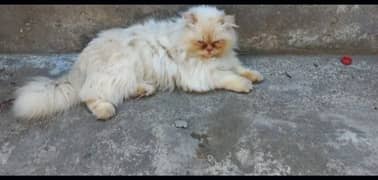 Persian male cat mating/Matting/mate/stud/cross/breed